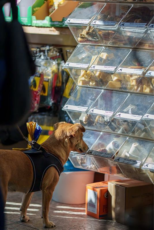PICK &#39;N&#39; MIX DOG TREATS