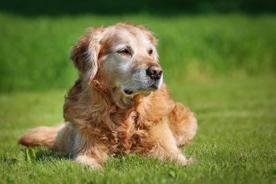 Dog Foods