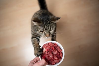 Raw Cat Foods