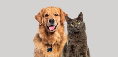 Cat &amp; Dog