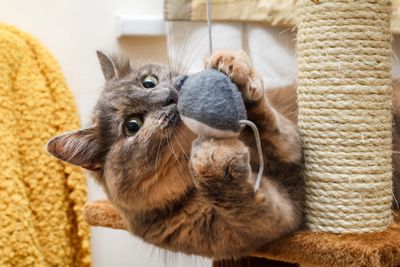 Cat Scratchers & Toys