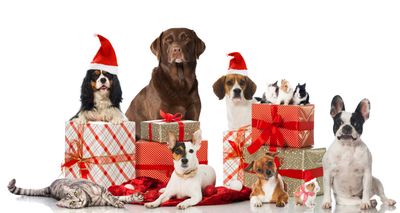 Christmas Treats & Gifts for Pets 2026