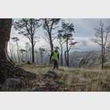 Dewalt DCM565N XR Brushless Chainsaw 18V Bare Unit DEWDCM565N