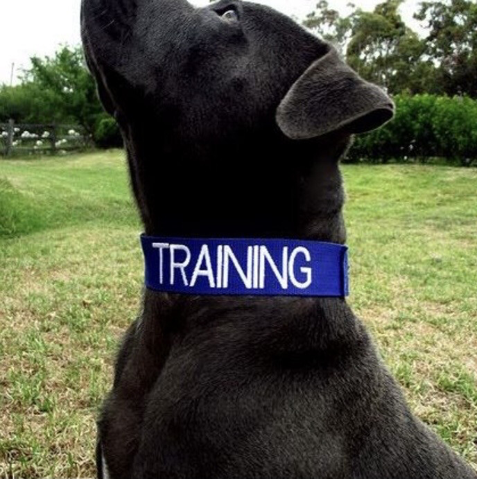 Brodert Halsbånd «training»