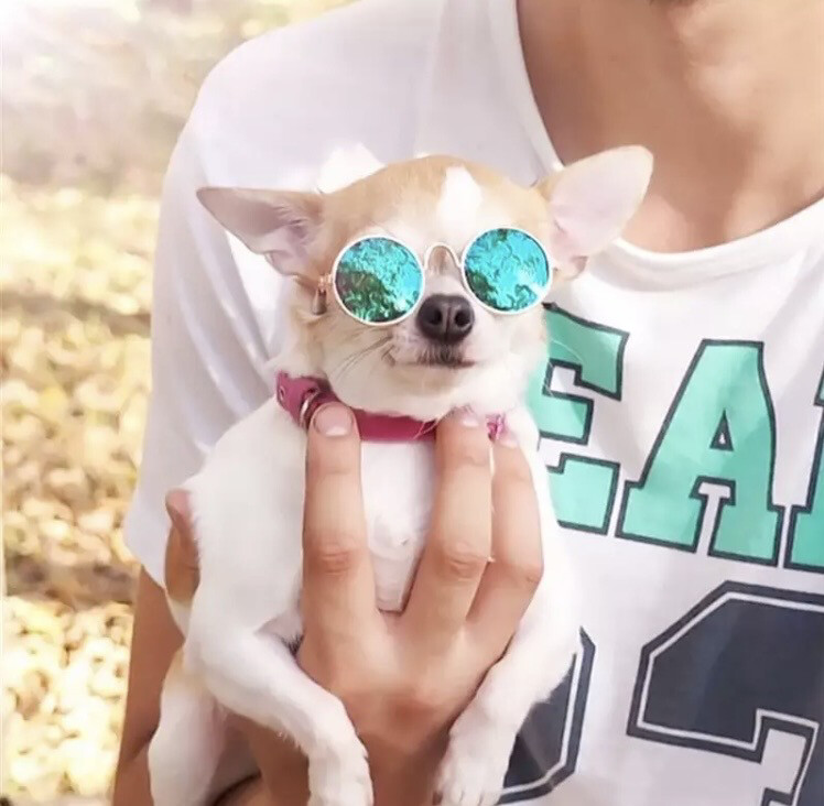 Panorama mesterværk langsom Solbriller Liten Hund