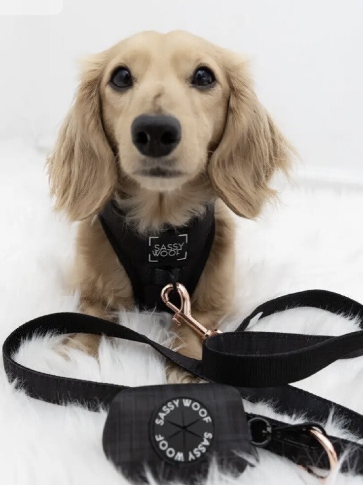 Sassy Woof Kobbel 152 Cm