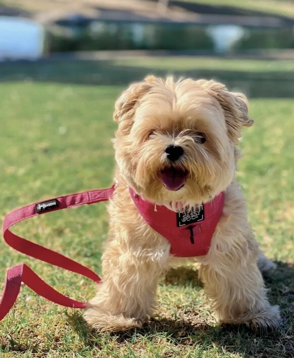 Sassy Woof Kobbel, merlot Red 152 Cm