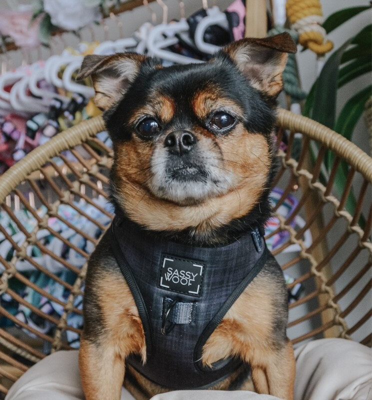 Sele fra Sassy Woof til store og små hunder