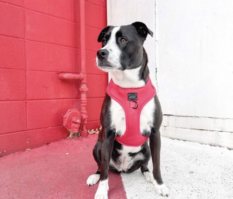 Sele fra Sassy Woof til små og store hunder