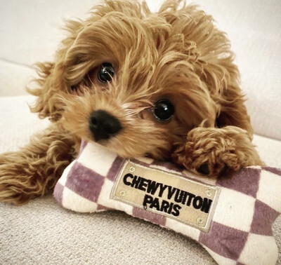 Chewy Vuiton Designer Pipeleke
