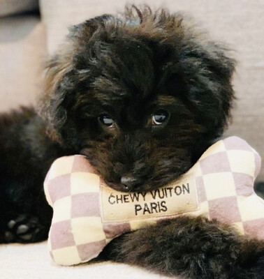 Chewy Vuiton Designer Pipeleke