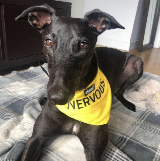 Bandana nervous
