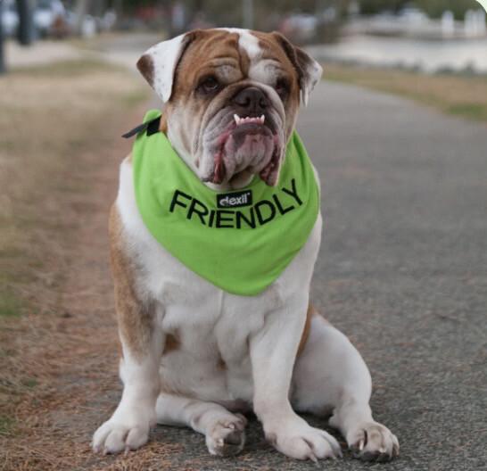 Bandana. Friendly
