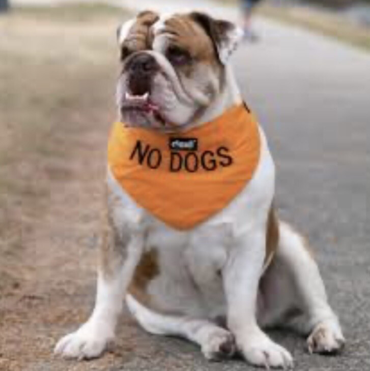 Bandana no dogs