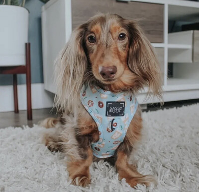 Sassy Woof Sele «sweets and Pawfee»