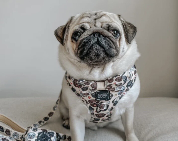 Mops Sele fra Sassy Woof, se bilder!
