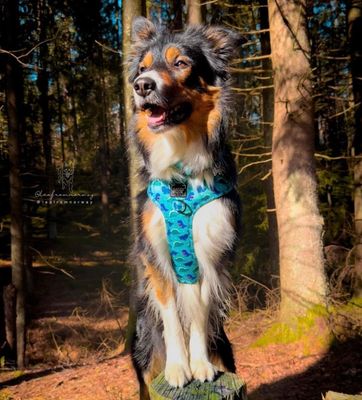 Sele «Dino Darling» fra Sassy Woof.