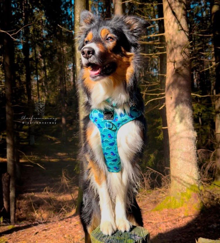 Sele «Dino Darling» fra Sassy Woof.