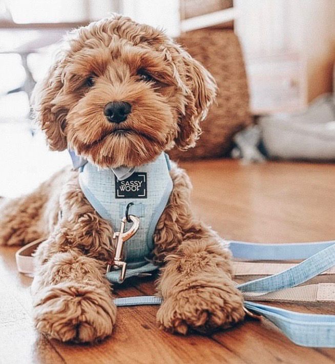 Sele «blumond» fra Sassy Woof