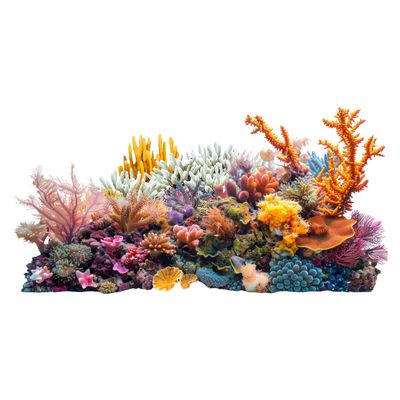 Adopt A Reef