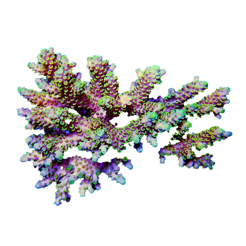 Adopt A Minimum Of 25 Coral Colonies