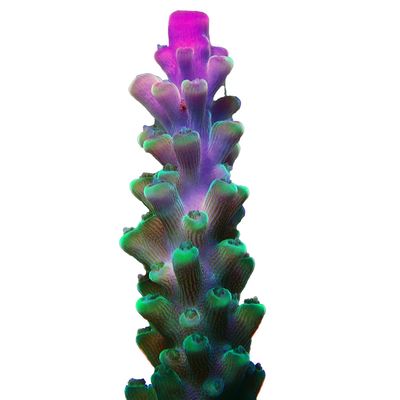 Adopt A Single Coral Frag