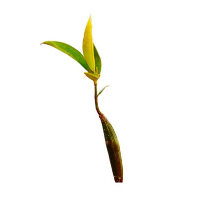Adopt A Single Mangrove