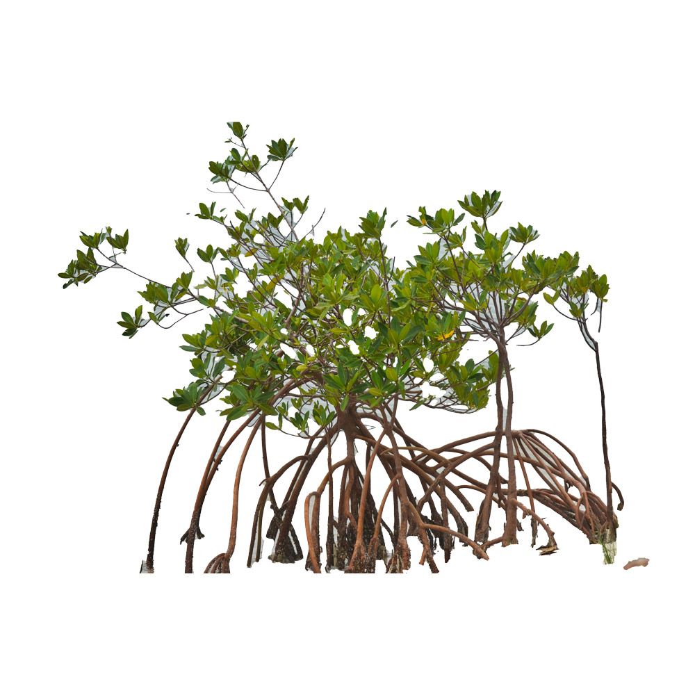 Adopt A Mangrove Colony