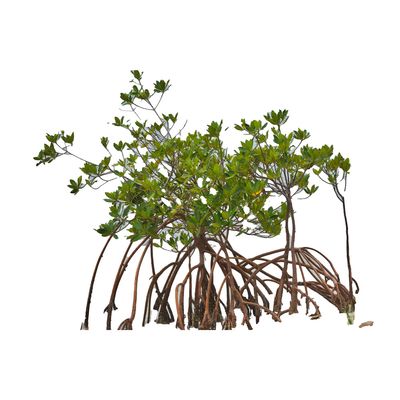 Adopt A Mangrove Colony
