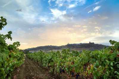 Vinho Verde: Das Juwel Portugals – Frische Weine und Unvergessliche Landschaften