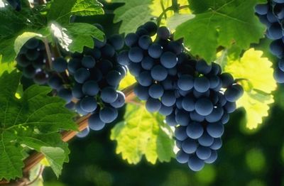 Tempranillo: Die Vielseitige Königin der Spanischen Weine
