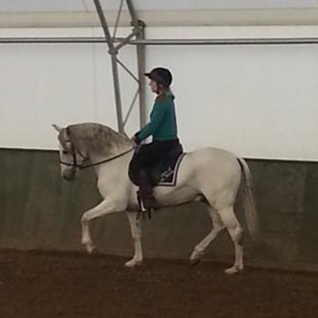 Riding flatwork - 1 hour