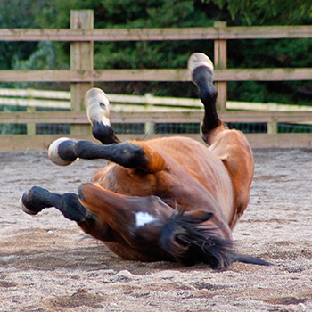 Riding flatwork / jumping  - 30 min