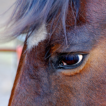 Horse Training