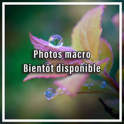 Photos macro