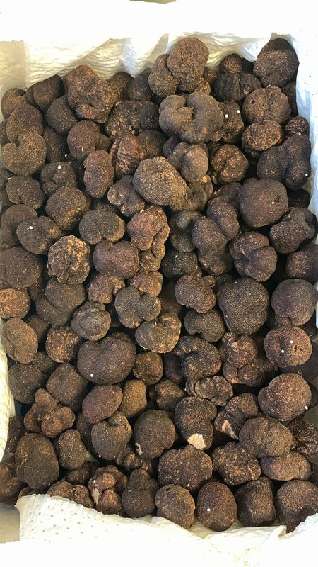Chinatrüffel (tuber Indicum)