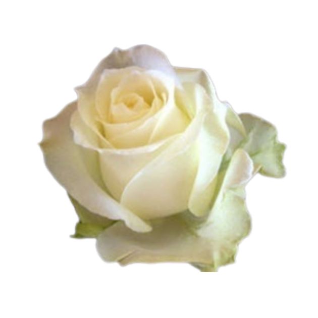 Rose GB blanche Botte de 10