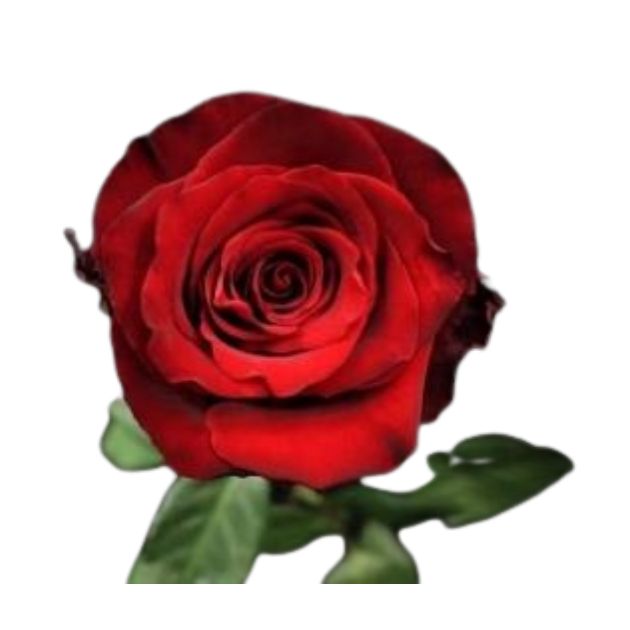 Rose GB rouge Botte de 10