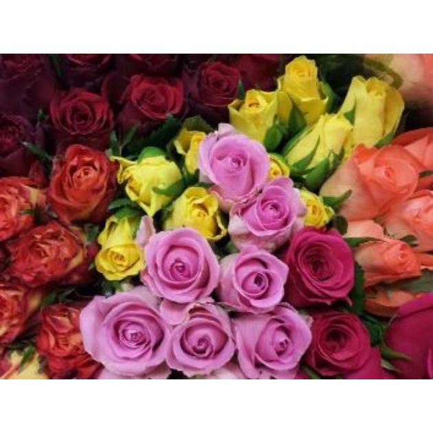 Roses MB coloris variés