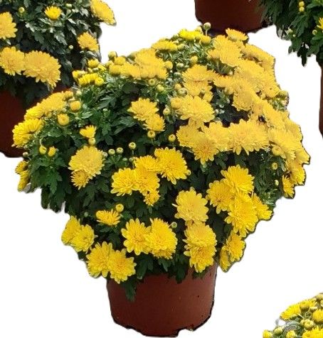 Fleurissement de tombe avec un pot de chrysanthème jaune.