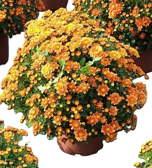 Fleurissement de tombe avec un pot de chrysanthème cuivre.