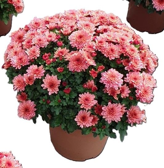 Fleurissement de tombe avec un pot de chrysanthème rose.