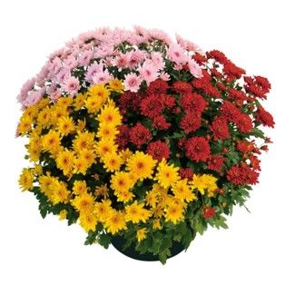 Fleurissement de tombe avec une coupe de chrysanthème tricolore.