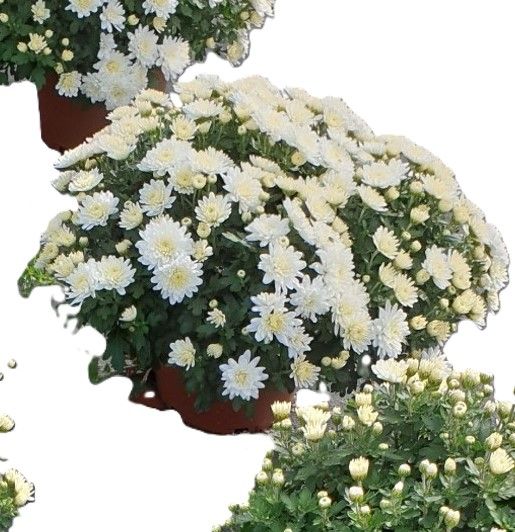 Fleurissement de tombe avec un pot de chrysanthème blanc.