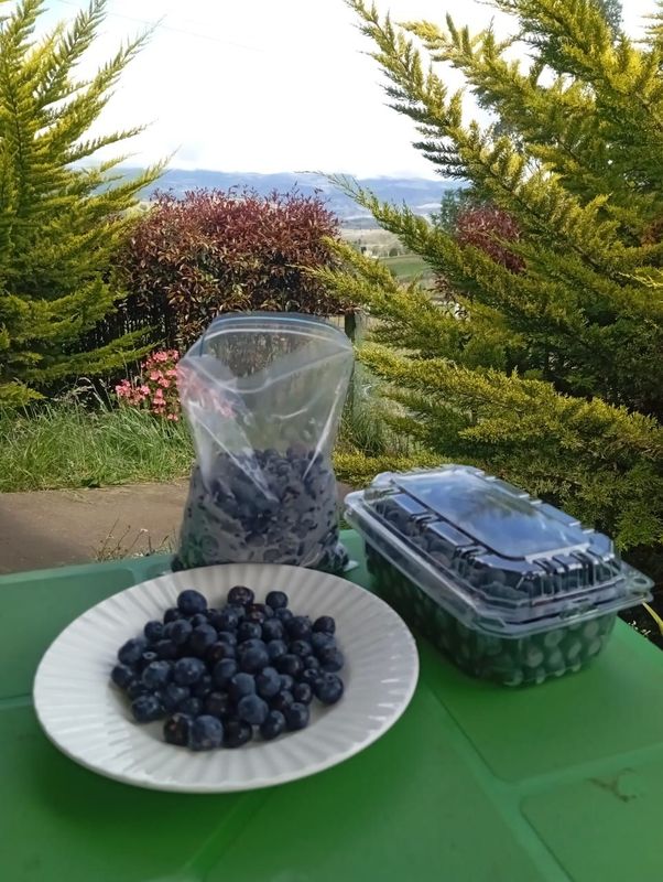 ARANDANO, fruta natural Industrial congelada (1000 g)