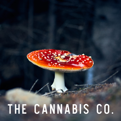 Amanita