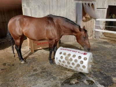 Original HORSEFEED BOX CRAZY BOMB