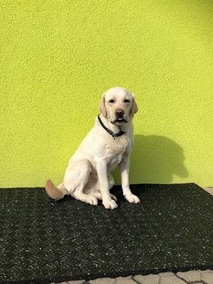 OPTIMAL Hundematte
