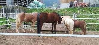 Heuboxen ab 200cm Länge XL & XXL - 68cm Breite (DEEP)