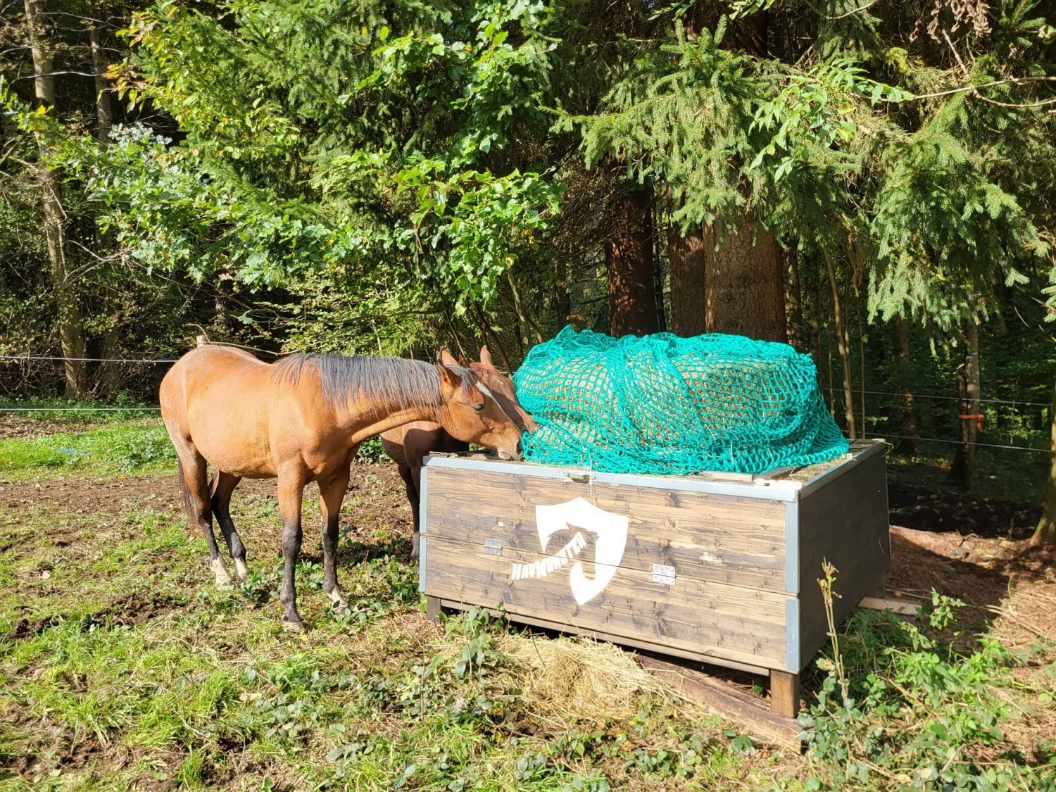 Original HAYMUNSTER Classic Original HAYMUNSTER Classic